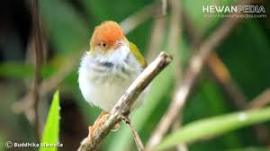 Bentuk paruh lovebird jantan dan betina (burungnya.com). Ciri Dan Cara Membedakan Burung Prenjak Kepala Merah Jantan Dan Betina Hewanpedia
