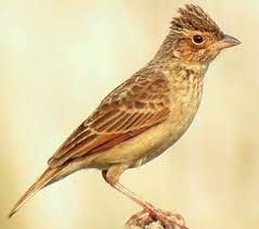 Maybe you would like to learn more about one of these? Mengenal Jenis Burung Branjangan Habitat Makanan Suara