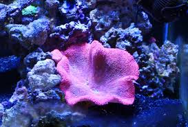 haddoni carpet anemone reef aquarium