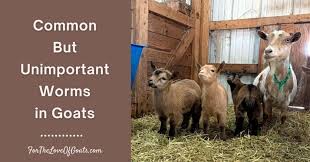 common but unimportant worms in goats