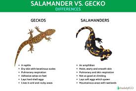salamander vs gecko differences with