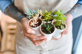 Come curarle e mantenerle in salute come prenderti cura delle tue piante grasse durante l'inverno? Piante Grasse Da Appartamento Come Allevarle E Quali Scegliere Mamma Felice