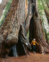 big trees in california