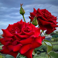 national red rose day celebrate the