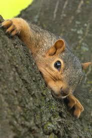 Pocket Squirrel In Chimney Wildlife