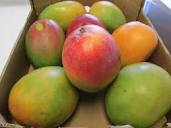 Amazon.com: Fresh Mango Fruit Mangoes (9 Pounds) : Grocery ...