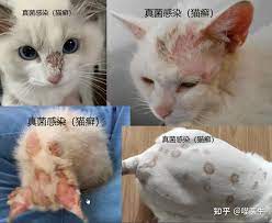 猫癣猫藓猫皮肤病怎么办怎么治疗- 知乎