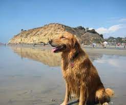 best dog friendly beaches near los