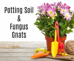 gnats in potting soil get green be well