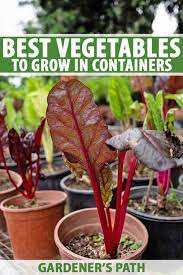 The Best 11 Vegetables To Grow In Pots