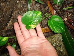 Philippines Phil Pothos I Hardly Knew You