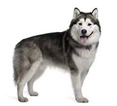 alaskan malamute definition and meaning