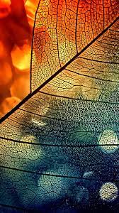 Bokeh Abstract Transparent Leaf Blue ...