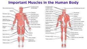 Human anatomy for muscle, reproductive, and skeleton. The Muscular System Youtube
