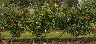 I don't know the estimated yield per tree for a semi dwarf tree, but if you multiply the expected row spacing by the tree spacing and divide that number into 44000 you can determine the number of trees per acre. Cordon Fruit Trees How To Get The Best Harvest From A Small Garden