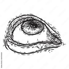 hand drawn human eye with iris anatomy