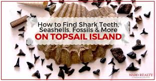 how to find shark teeth se