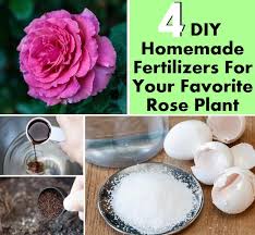 Check spelling or type a new query. 4 Diy Homemade Fertilizers For Your Favorite Rose Plant Diy Home Things