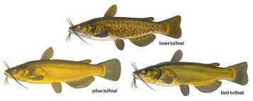 Fishes Of Wisconsin Bullheads Wisconsin Dnr
