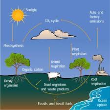 Biogeochemical cycles webquest in this webquest, you will use the given websites to find the answers to questions about the water, carbon/oxygen, nitrogen, and phosphorous cycles. C N Cycling Webquest Answers