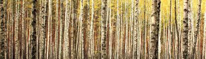 秋の白樺林の風景パノラマ の写真素材・画像素材. Image 47536430.