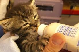 6 Tips For Safely Bottle Feeding Kittens