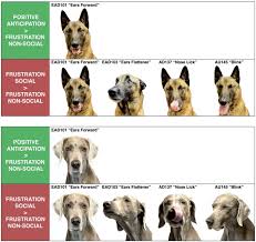 aunce effect on domestic dogs