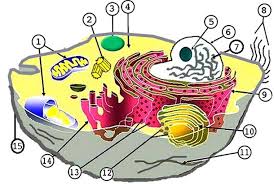 Biologycorner com animal cell coloring blank animal cell diagram to. Label The Parts Of The Plant And Animal Cell