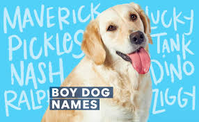 500 male dog names for your new furry