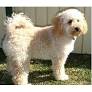 Lhasapoo for sale from www.nextdaypets.com