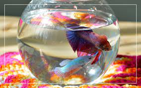 Can You Keep a Betta Fish in 1 Gallon Tank? gambar png