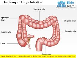 Anatomy Of Large Intestine Medical Images For Power Point