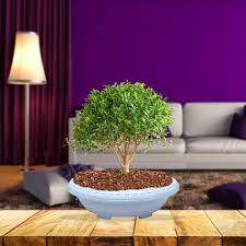 bonsai pot 16 inch