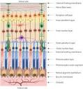 Biomechanical properties of retina and choroid: a comprehensive ...