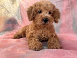 schnoodle puppies schnoodle