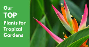 Our Top Plants For Tropical Gardens