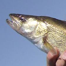 Fishing Lake Chemong Ontario Walleye Bass Crappie