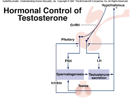 Male Hormones Reproduction