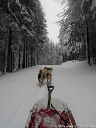 Apprivoisez les chiens de traîneaux en savoie à la faveur d'une randonnée accompagné d'un musher. Bapteme De Chiens De Traineau Au Schnepfenried Avec Reve De Nord Mon Week End En Alsace