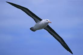 Image result for Albatross