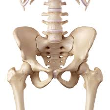 hip anatomy of the hip aoa