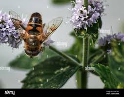 drone hoverfly hi res stock photography