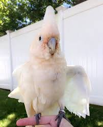 Clutch size varies within the family, with the palm cockatoo and some other larger cockatoos laying only a single egg and the smaller species laying anywhere between two and eight eggs. Buy Goffins Cockatoo Online Macaw For Sale