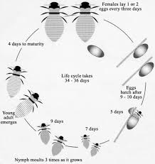 The Diagram Illustrates The Various Stages In The Life Of A