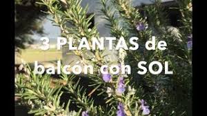 Para conseguir un efecto colgante con las plantas de temporada, normalmente, solemos utilizar surfinias o geranios hiedra , en toda su amplia gama. 3 Plantas Para Balcon Con Sol Youtube