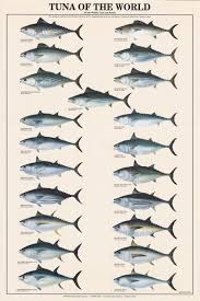 Tuna Of The World Poster Freshwater Fish Charts