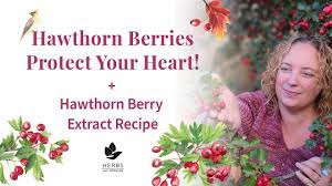 hawthorn berry benefits hawthorn fruit