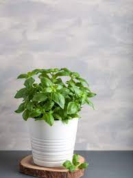 Tips For Growing Basil Plants Indoors