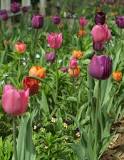 Image result for How To Grow Tulip In South Africa