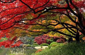 Photography Fall Japanese Garden